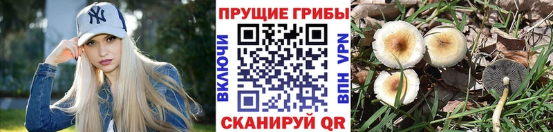 Галлюциногенные грибы MAGIC MUSHROOMS  наркота  Берёзовка 